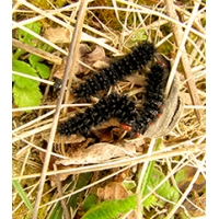 Glanville Fritillary cinxia 10 larvae Glanville Fritillary cinxia 10 larvae